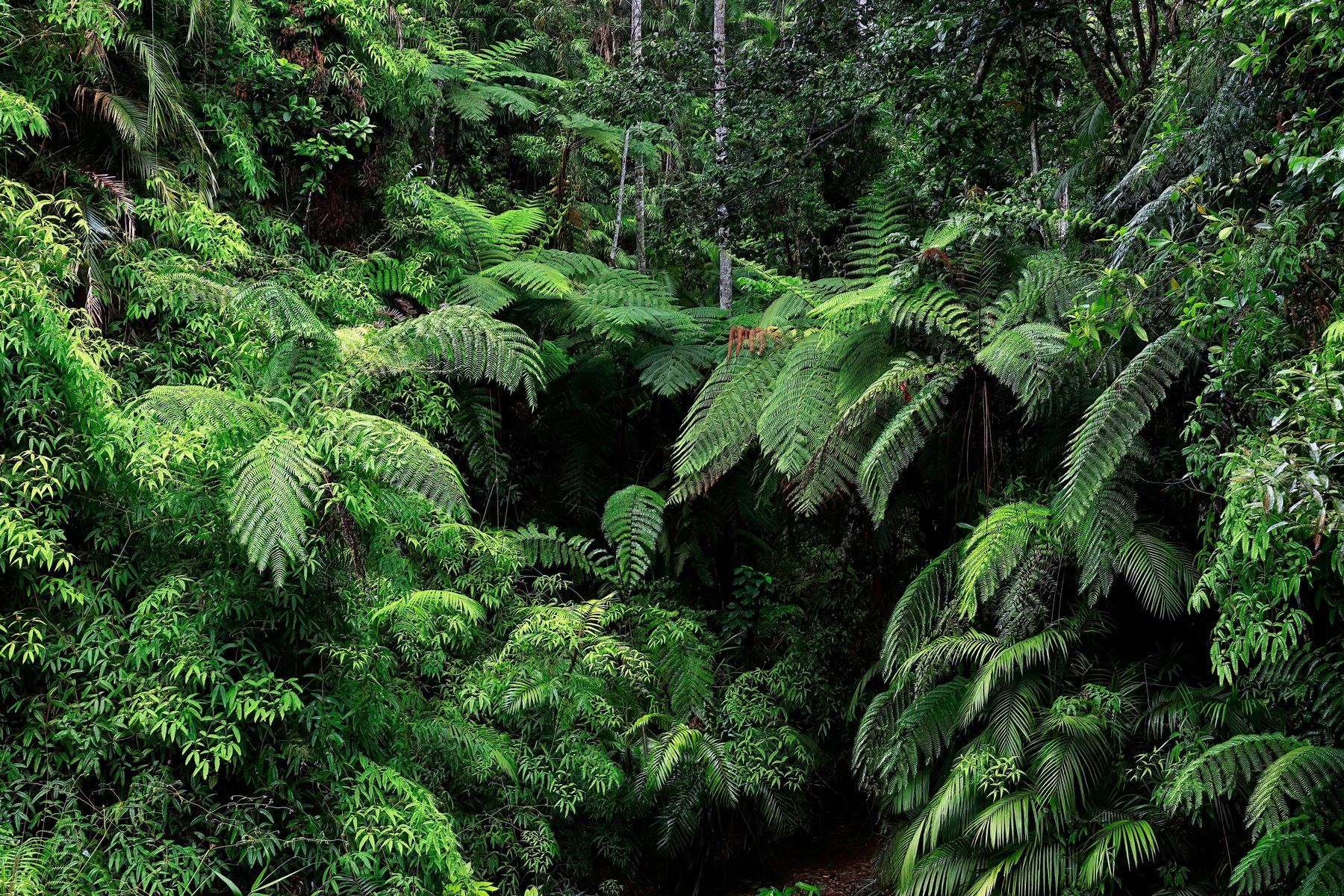 Dense green rainforest of Cape York, Far North Queensland